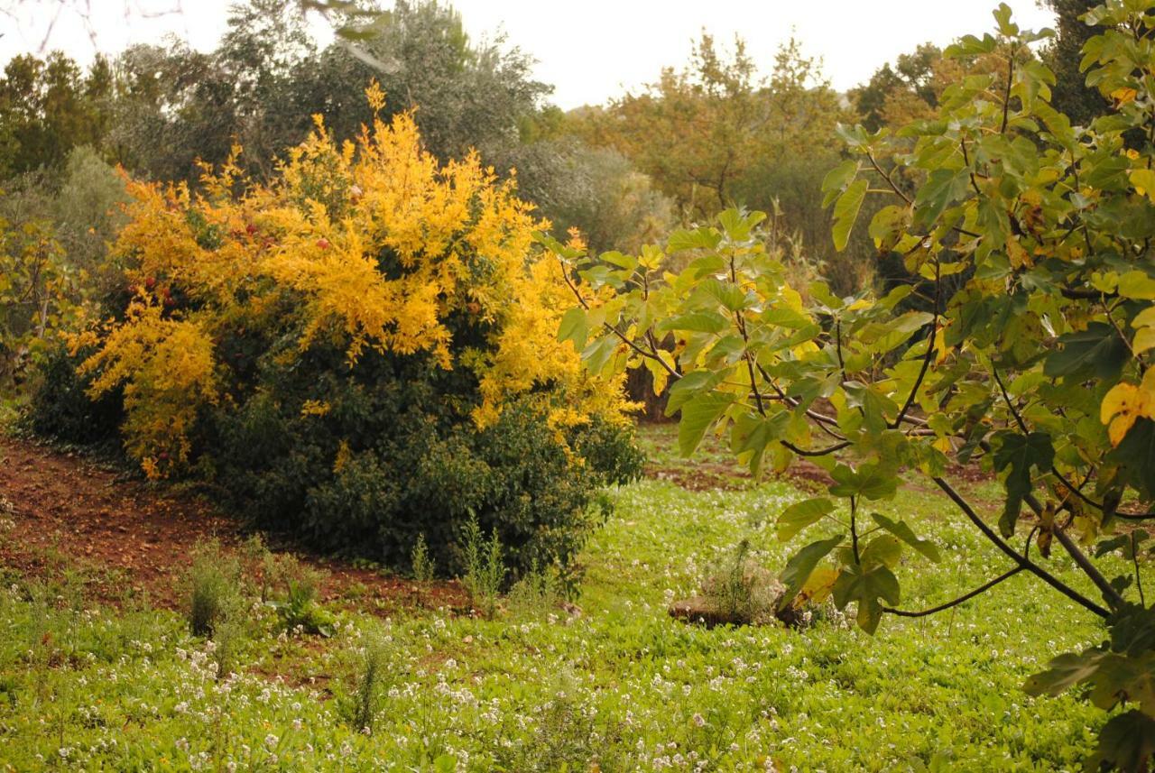 Il Giardino Di Viola Bed & Breakfast Ceglie Messapica Luaran gambar